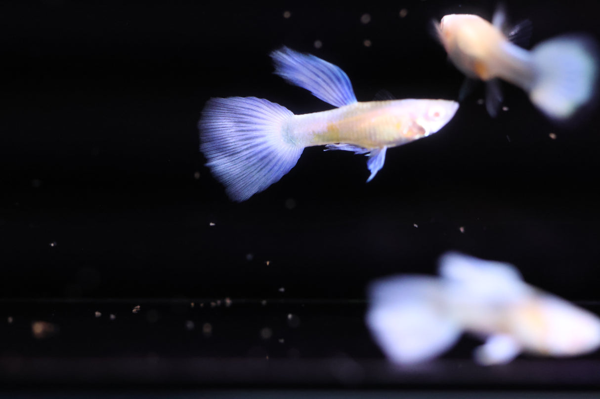 Albino Blue Koi