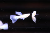 Albino Blue Koi