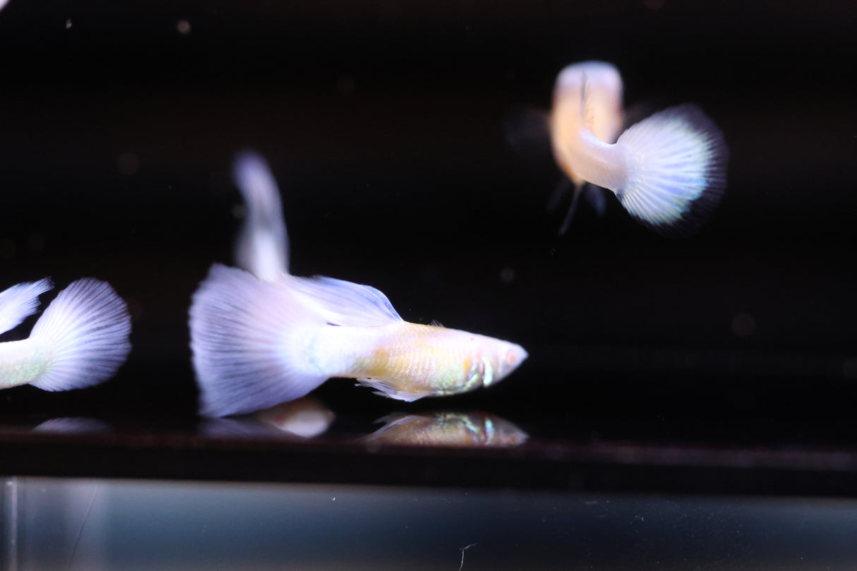 Albino Blue Koi