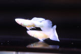 Albino Blue Koi