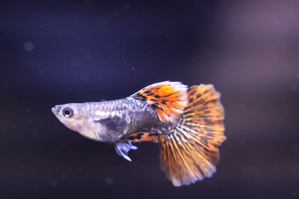 A single Red Dragon Short Guppy