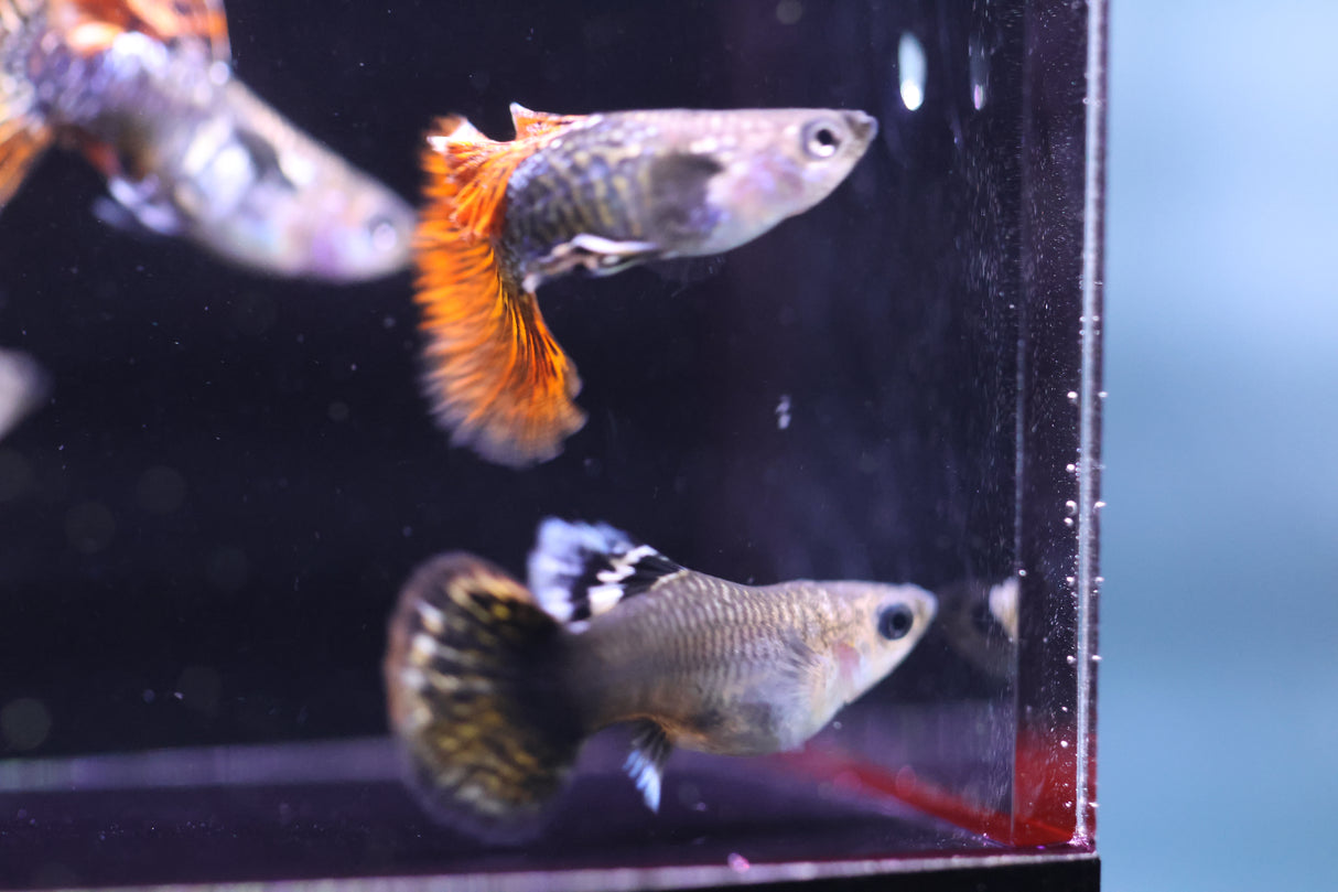 Red Dragon Short Guppy