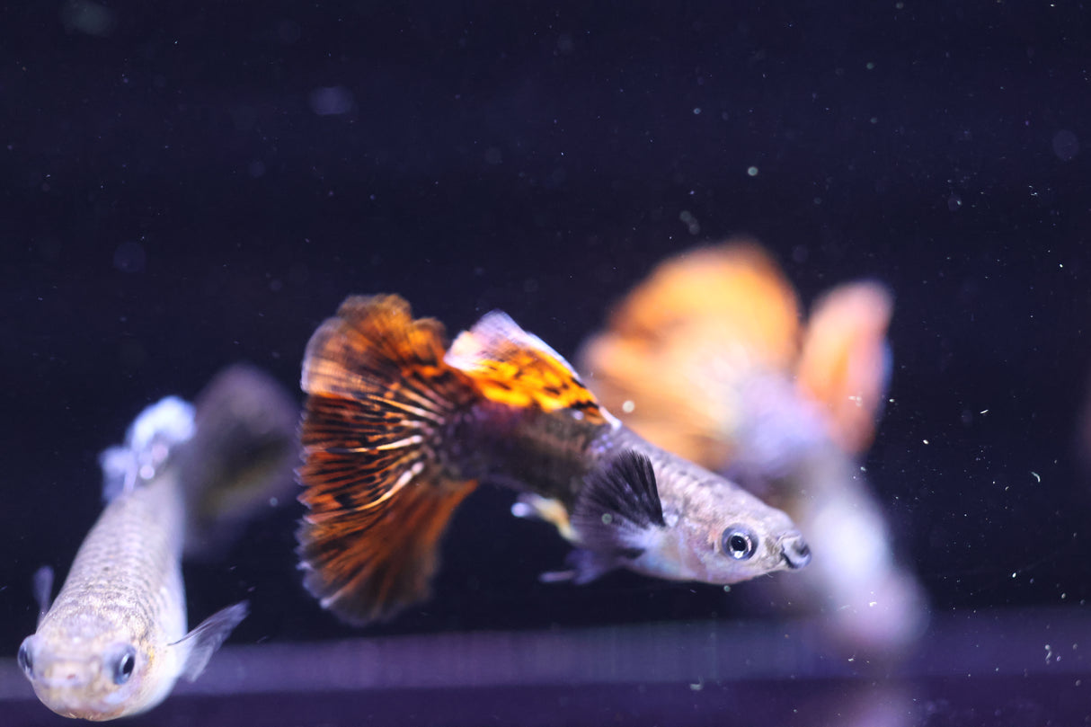 Red Dragon Short Guppy