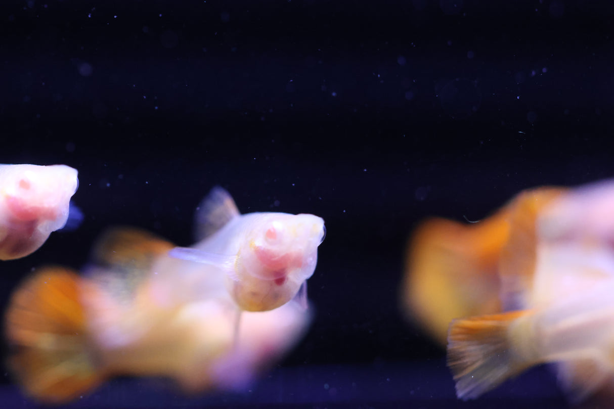 Albino Red Dragon Short GlassBelly Guppy