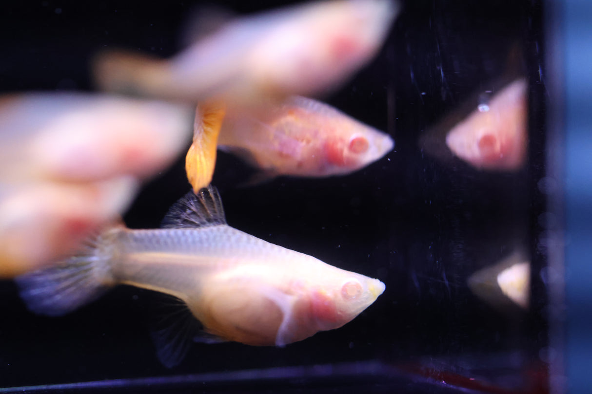 Albino Red Dragon Short GlassBelly Guppy