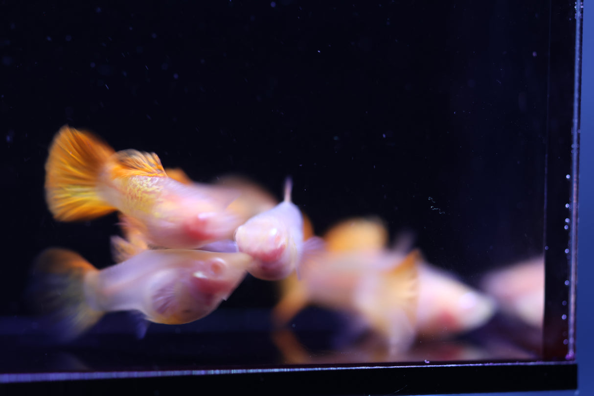 Albino Red Dragon Short GlassBelly Guppy