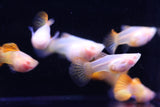 Albino Red Dragon Short GlassBelly Guppy