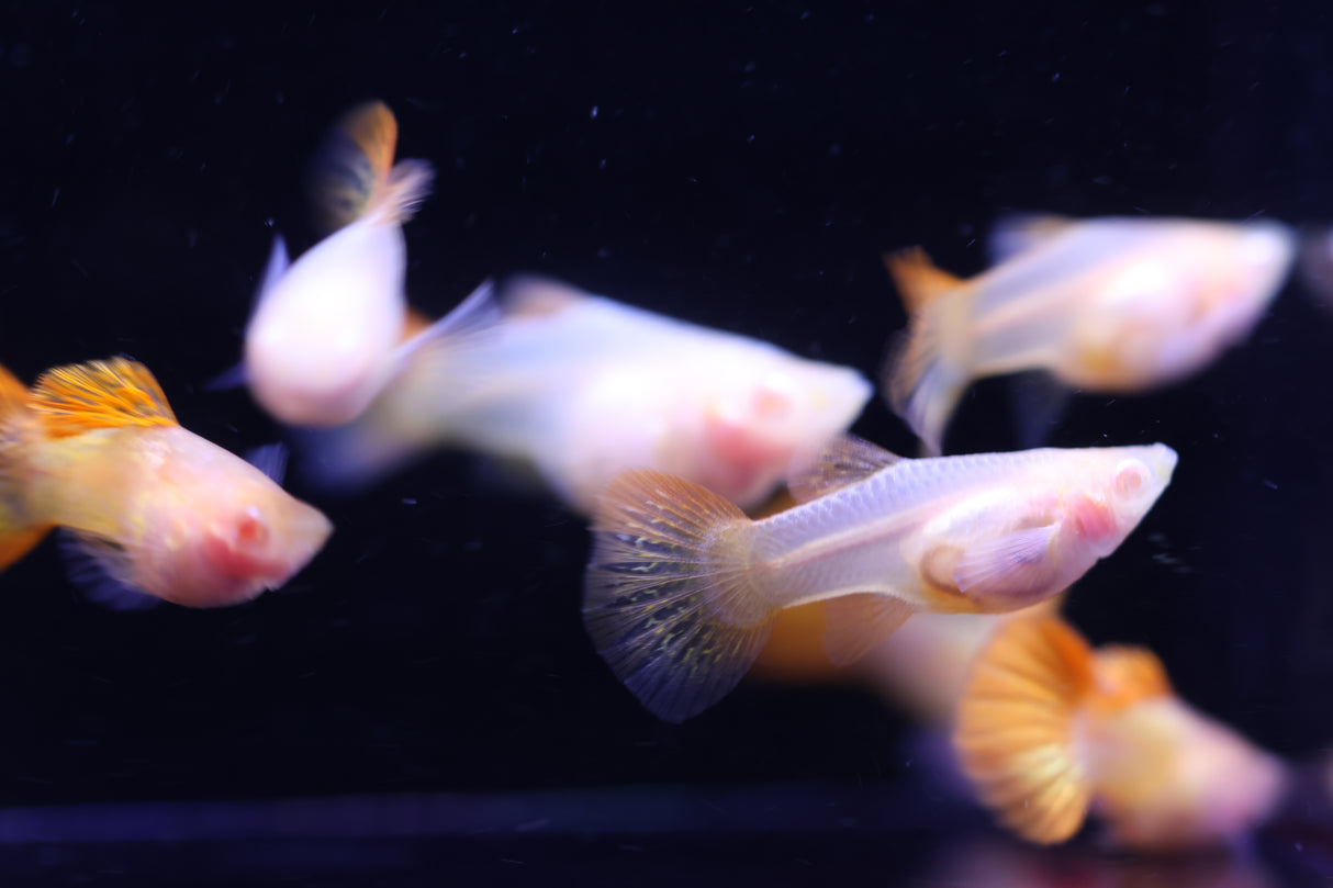 Albino Red Dragon Short GlassBelly Guppy