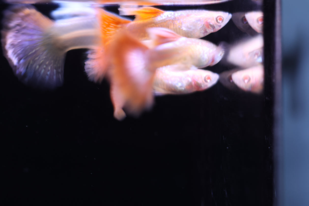 Albino Red Dragon Guppy