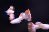 Albino Red Dragon Guppy