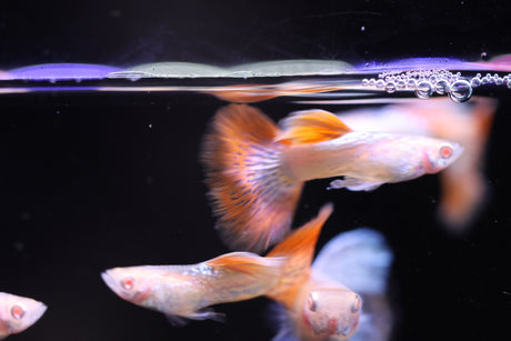 Albino Red Dragon Guppy