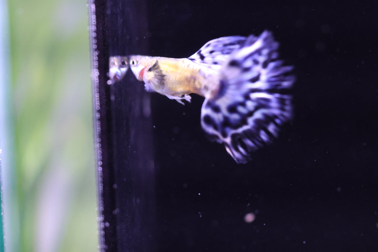 A single Purple Ivory Mosaic Guppy