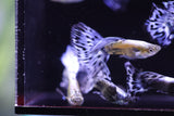 Multiple Purple Ivory Mosaic Guppy