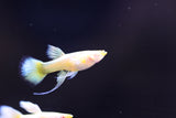 A singular Albino Full Gold Guppy