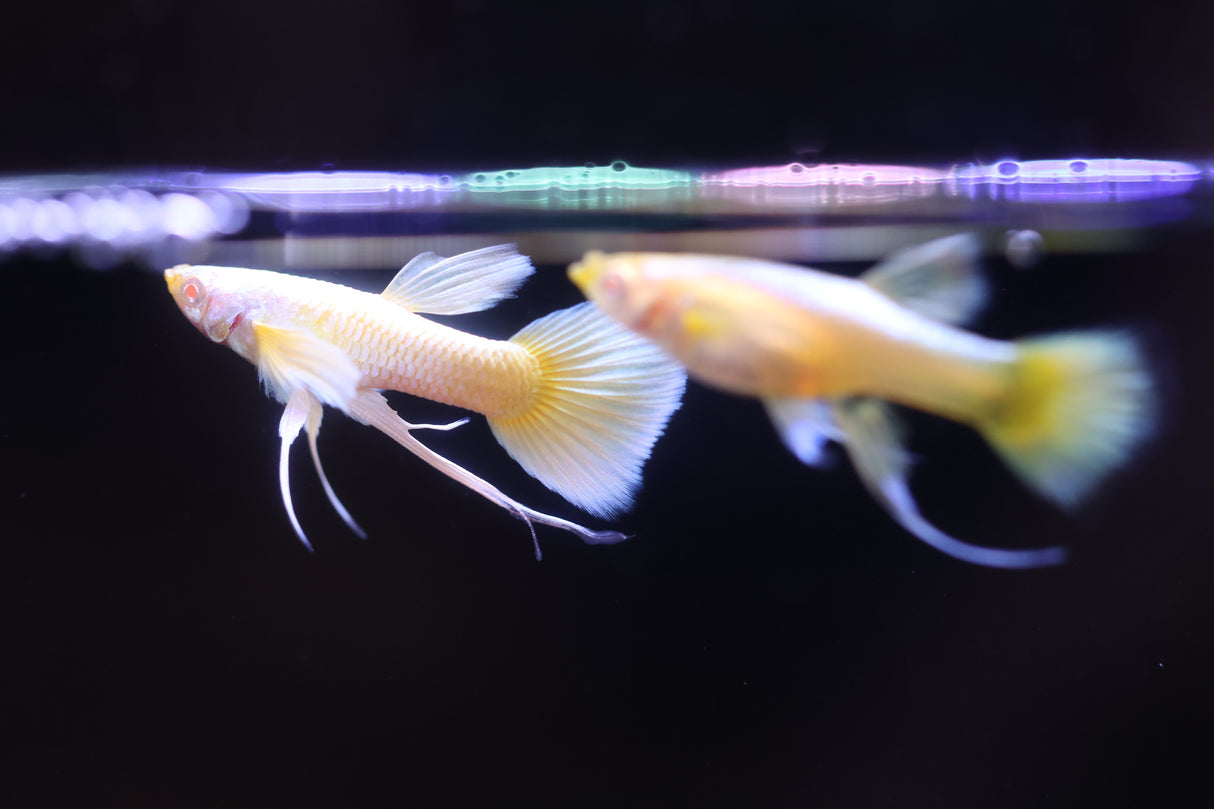 A Pair of Albino Full Gold Guppy