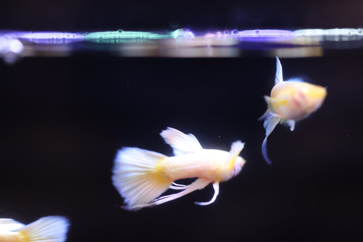 Albino Full Gold Guppy