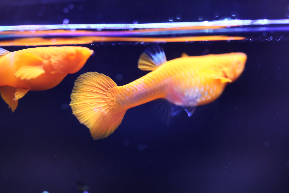 A Pair of Koi Red Ear Super Red Guppy