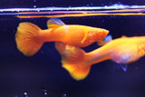 A Pair of Koi Red Ear Super Red Guppy