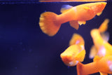 Multiple Koi Red Ear Super Red Guppy