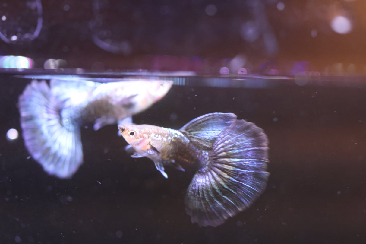 Blue Dragon Guppy