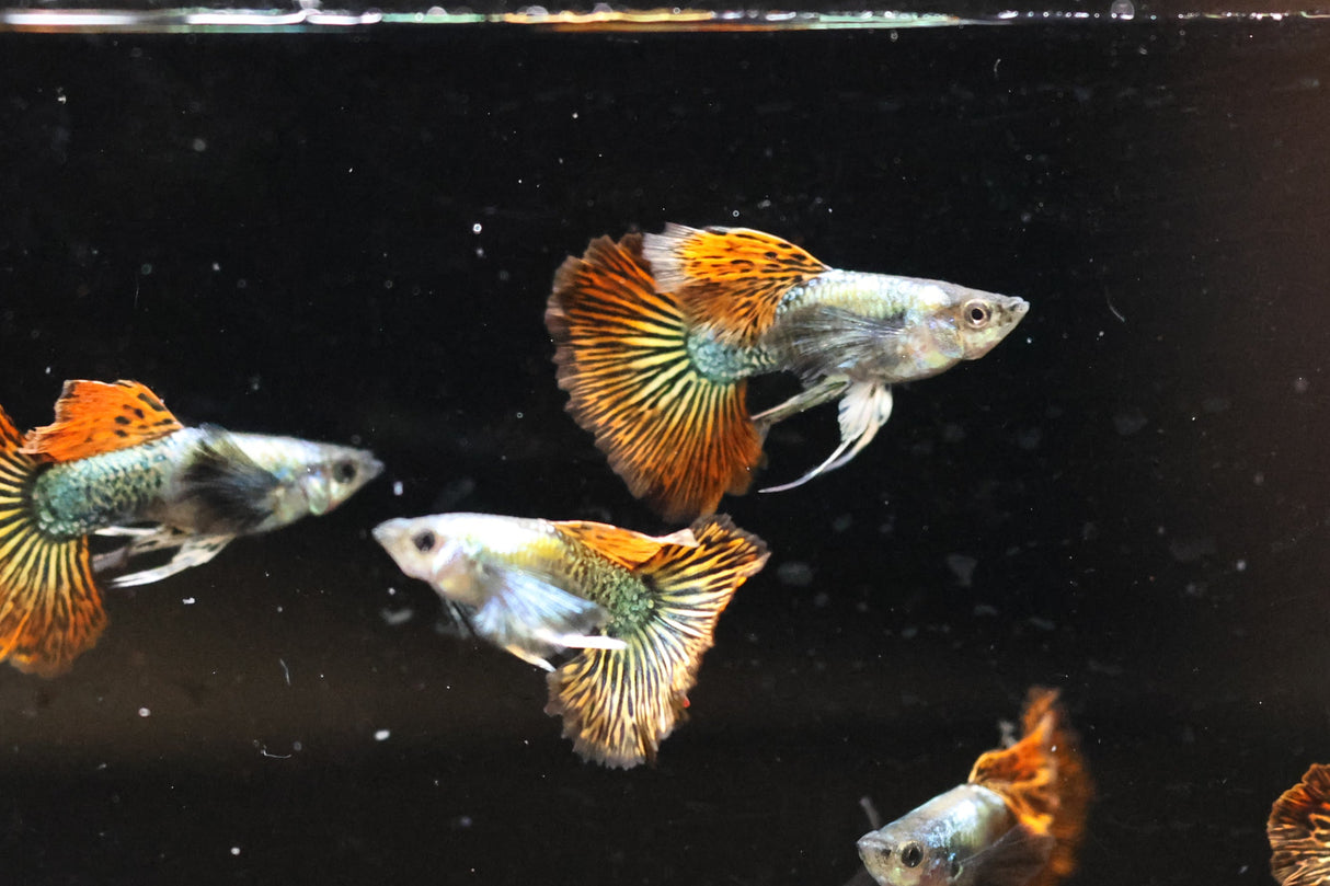 Red Dragon Ribbon Guppy