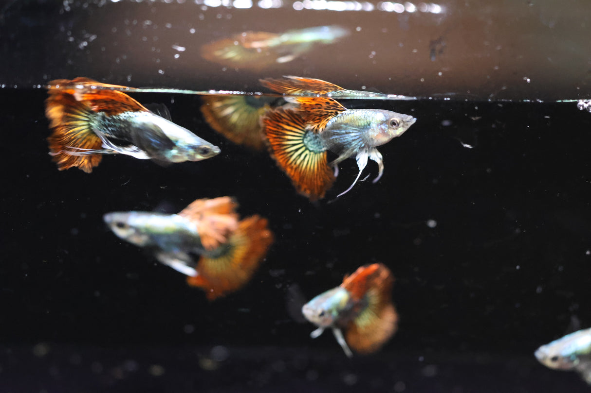 Red Dragon guppy looking up