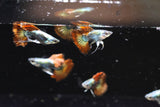 Red Dragon guppy looking up