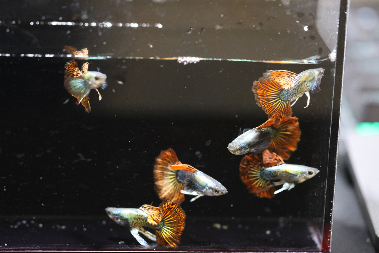 Red Dragon Ribbon Guppy