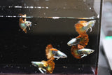 Red Dragon Ribbon Guppy