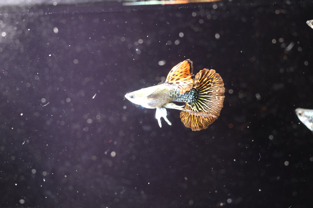 Red Dragon Ribbon Guppy