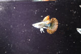Red Dragon Ribbon Guppy