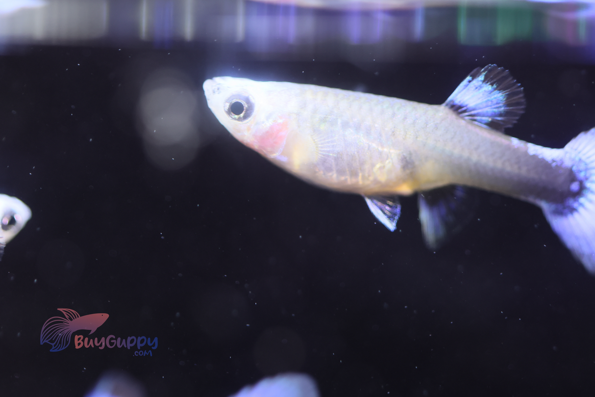 Blue Koi Guppy