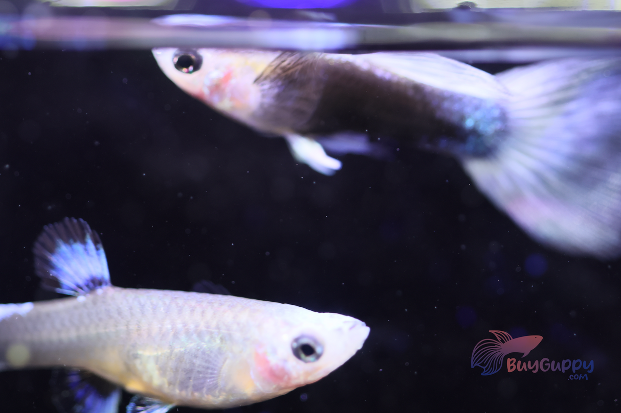 Blue Koi Guppy