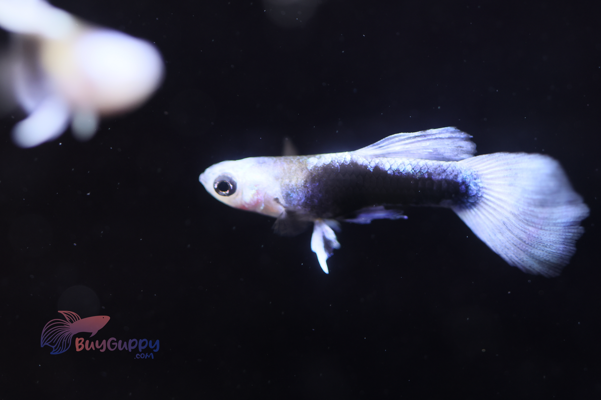 Blue Koi Guppy