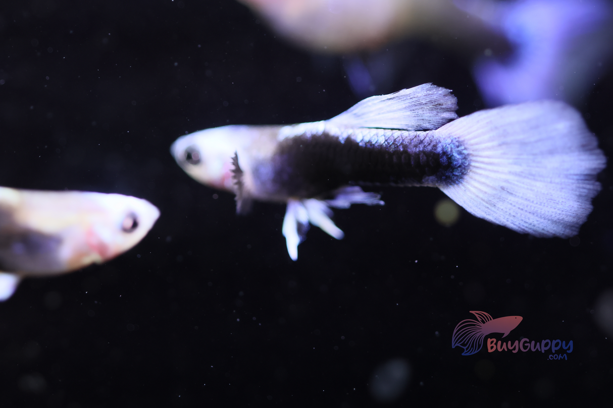 Blue Koi Guppy