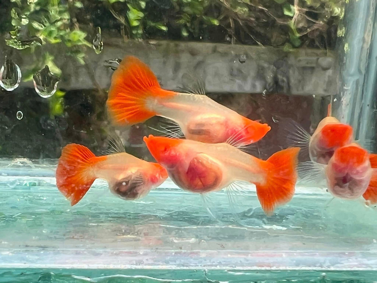 See through belly koi guppy