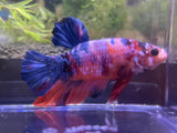 Multi color Betta fish (F-152J)