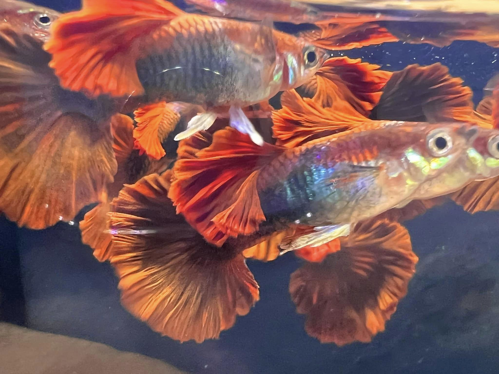 hb Red Rose Guppy – BuyGuppy.com