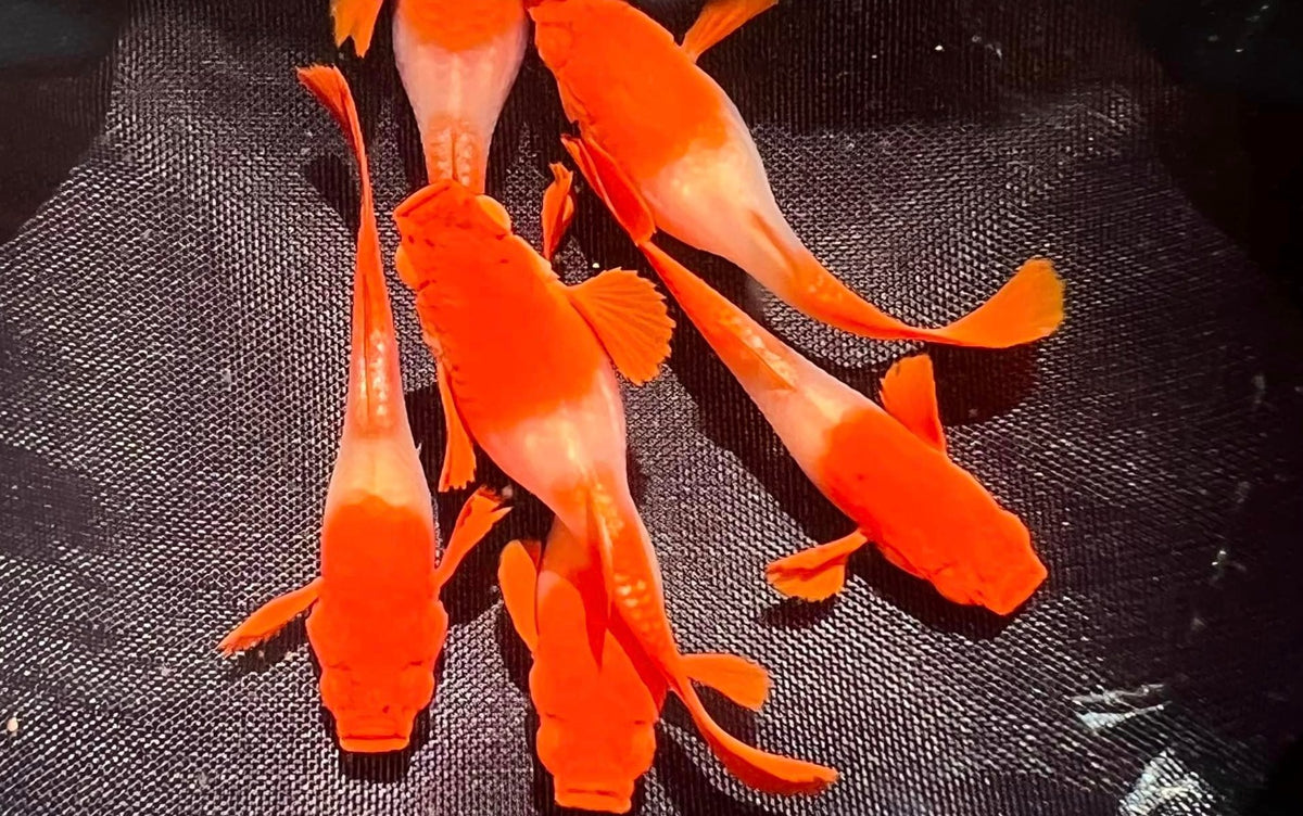 5 Breeding Pairs Albino Koi Red Ear Guppy – Live Freshwater Aquarium Fish – High Quality VIP