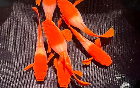 Group of Koi red ear guppy