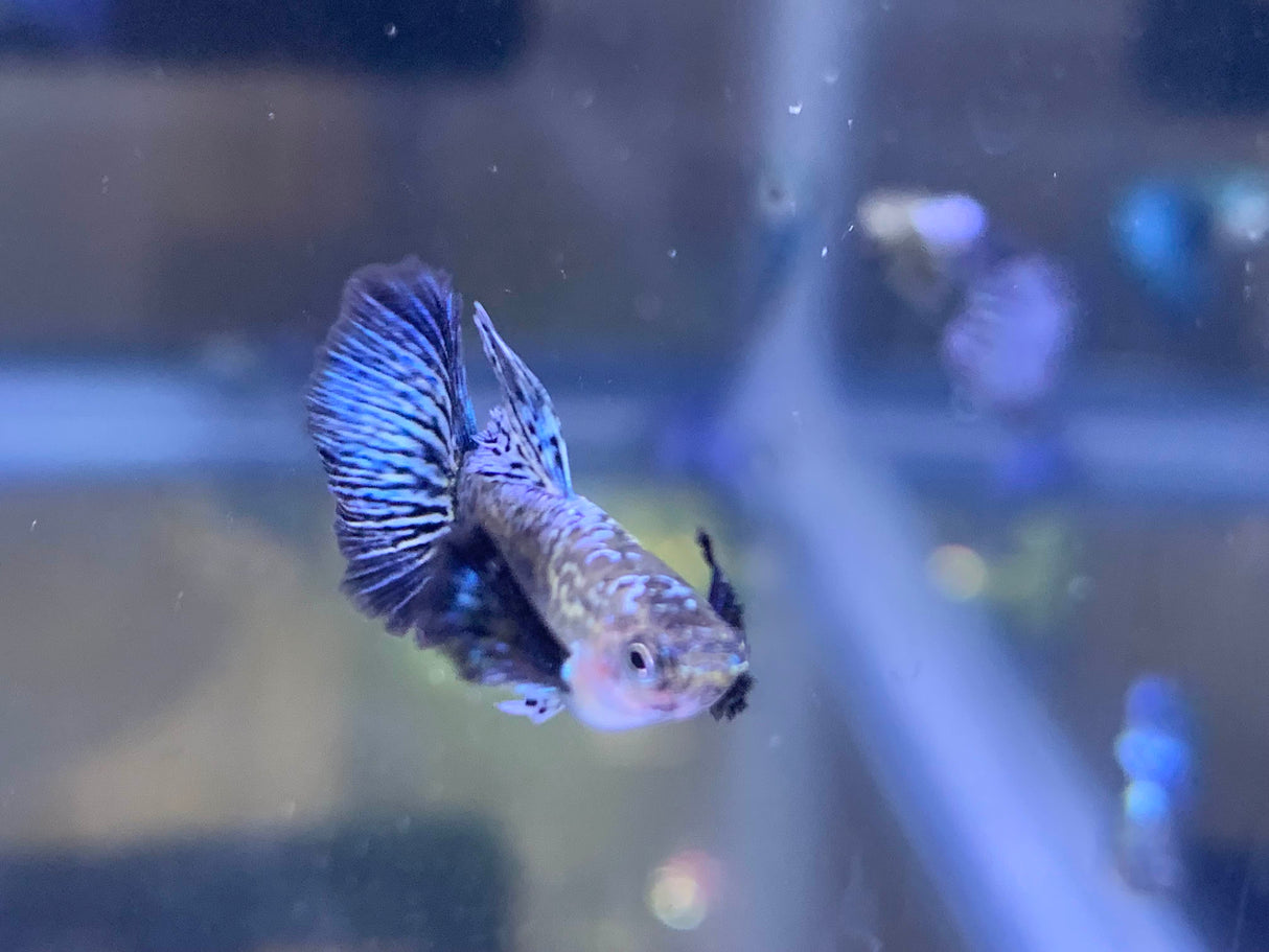 Blue Dragon Guppy