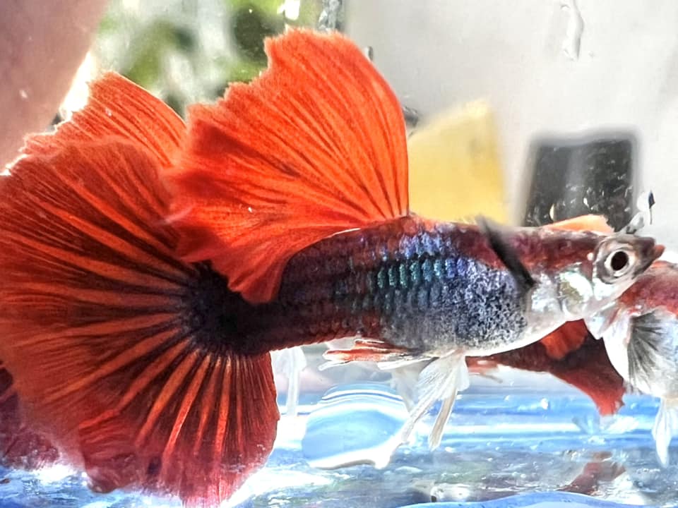 Hakf black Red Rose Guppy