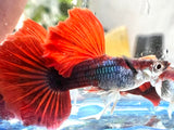 Hakf black Red Rose Guppy