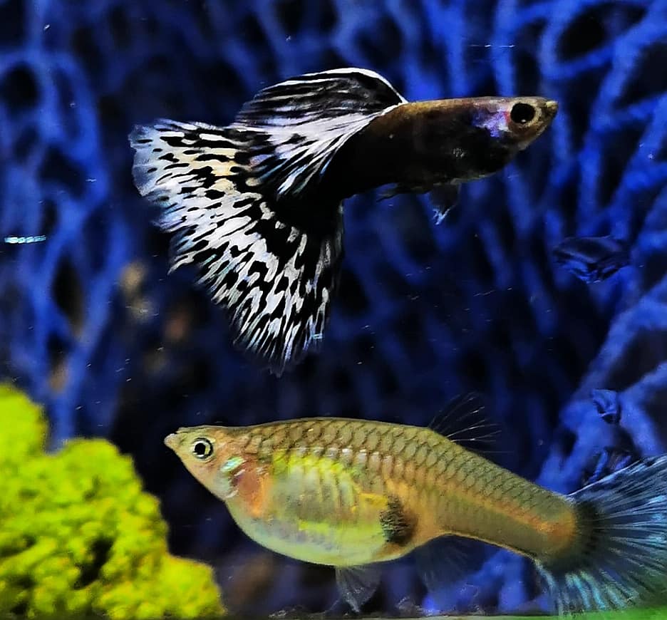 White Mosaic guppy