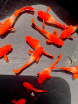 Koi red ear guppy beautiful top view