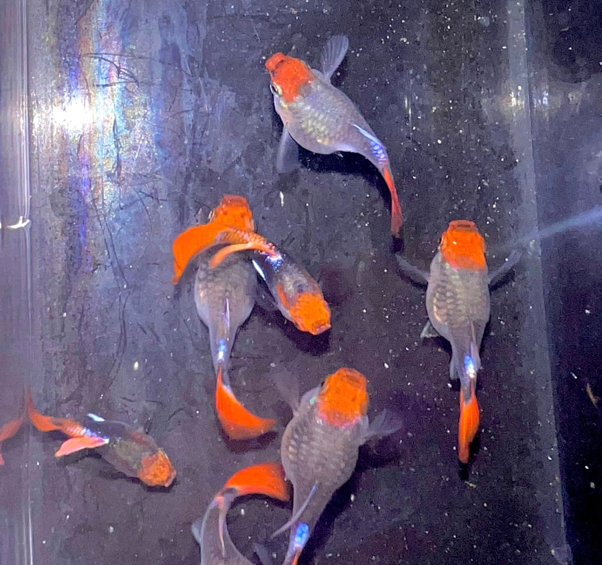 View of Black koi short ribbon sharkfin guppy from above