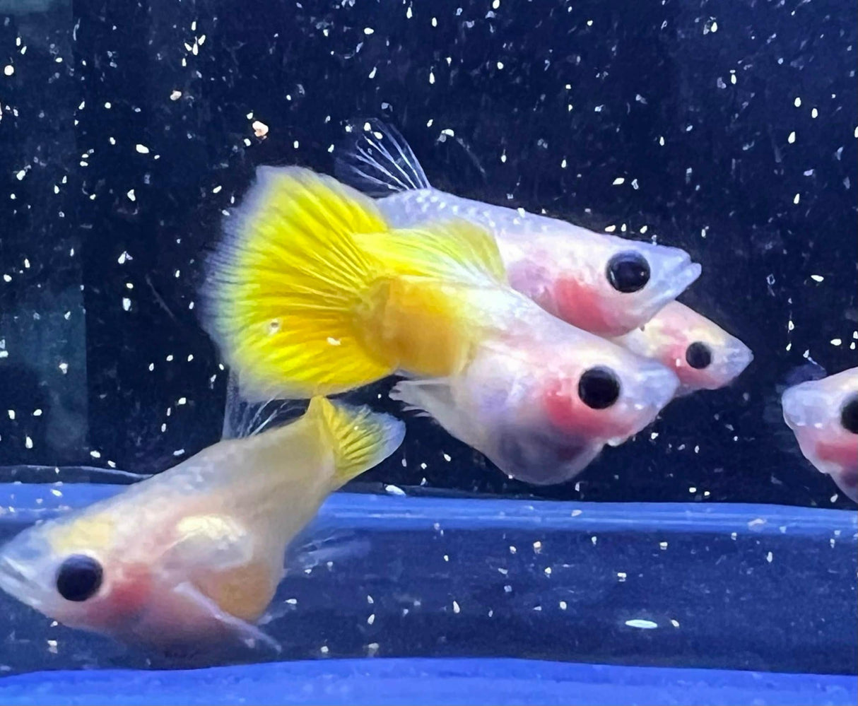 Group of Gold Short GlassBelly Guppy