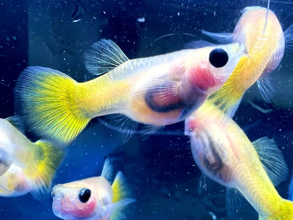 Gold Short GlassBelly Guppy