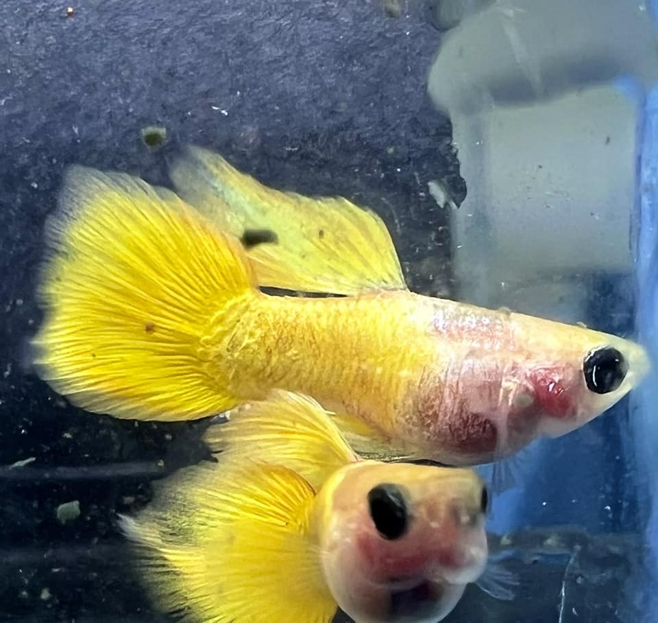 Pair of Gold Short GlassBelly Guppy