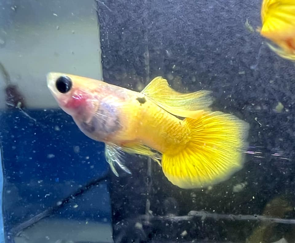 Single Gold Short GlassBelly Guppy